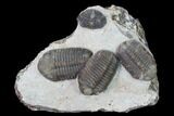 Cluster Of Three Austerops Trilobite - Jorf, Morocco #165467-1